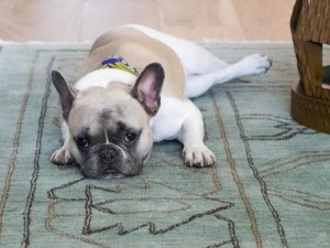 Choosing the right dog rug for your dog is important