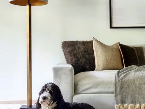Rugs buying guide if you have pets in your home! Rugs buying guide if you have pets in your home!