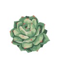 Cucina Area Rug Momeni Cucina Area Rug CNA11 Succulent Green 3' X 3' Round