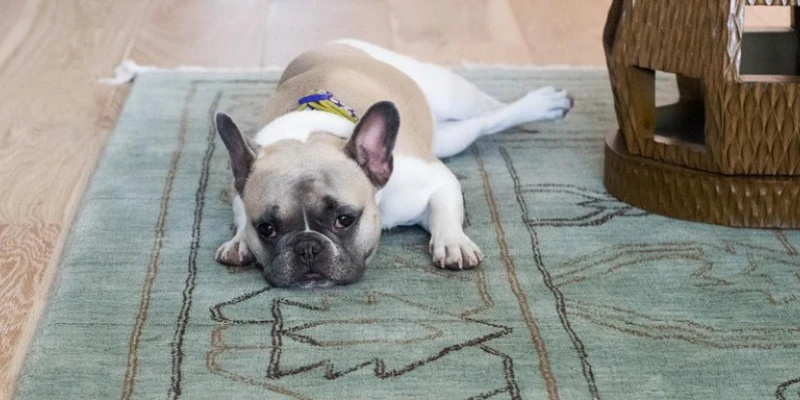 Choosing the right dog rug for your dog is important