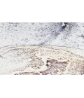 Inspire Me! Home Décor Daydream Ivory Multicolor DDR01 5 ft. 3 in. X 7 ft. 3 in. Rectangle Rug