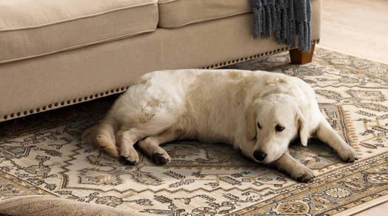 Recycled Wool Rugs for Pet